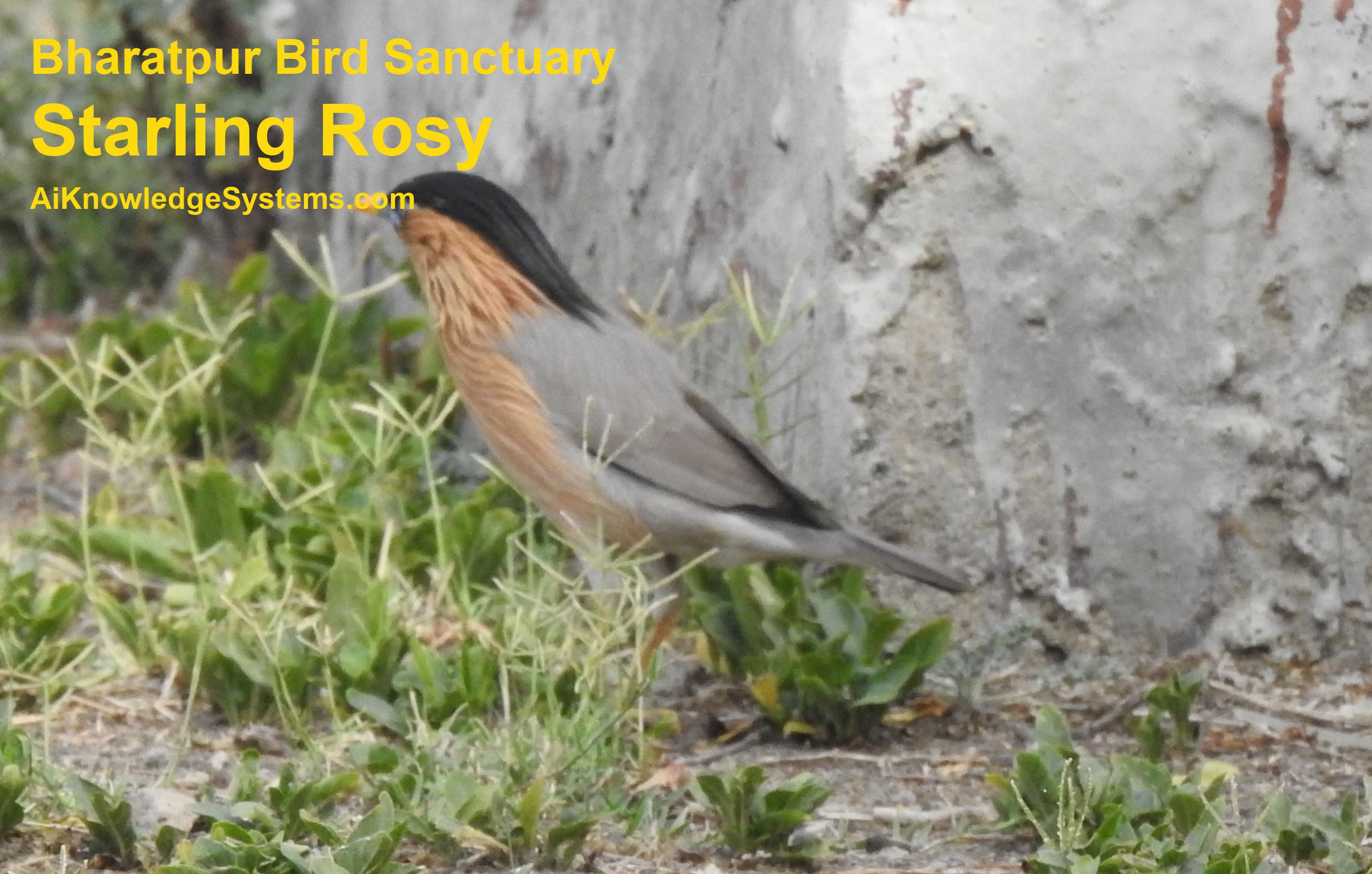 Starling Rosy (5) Coming Soon